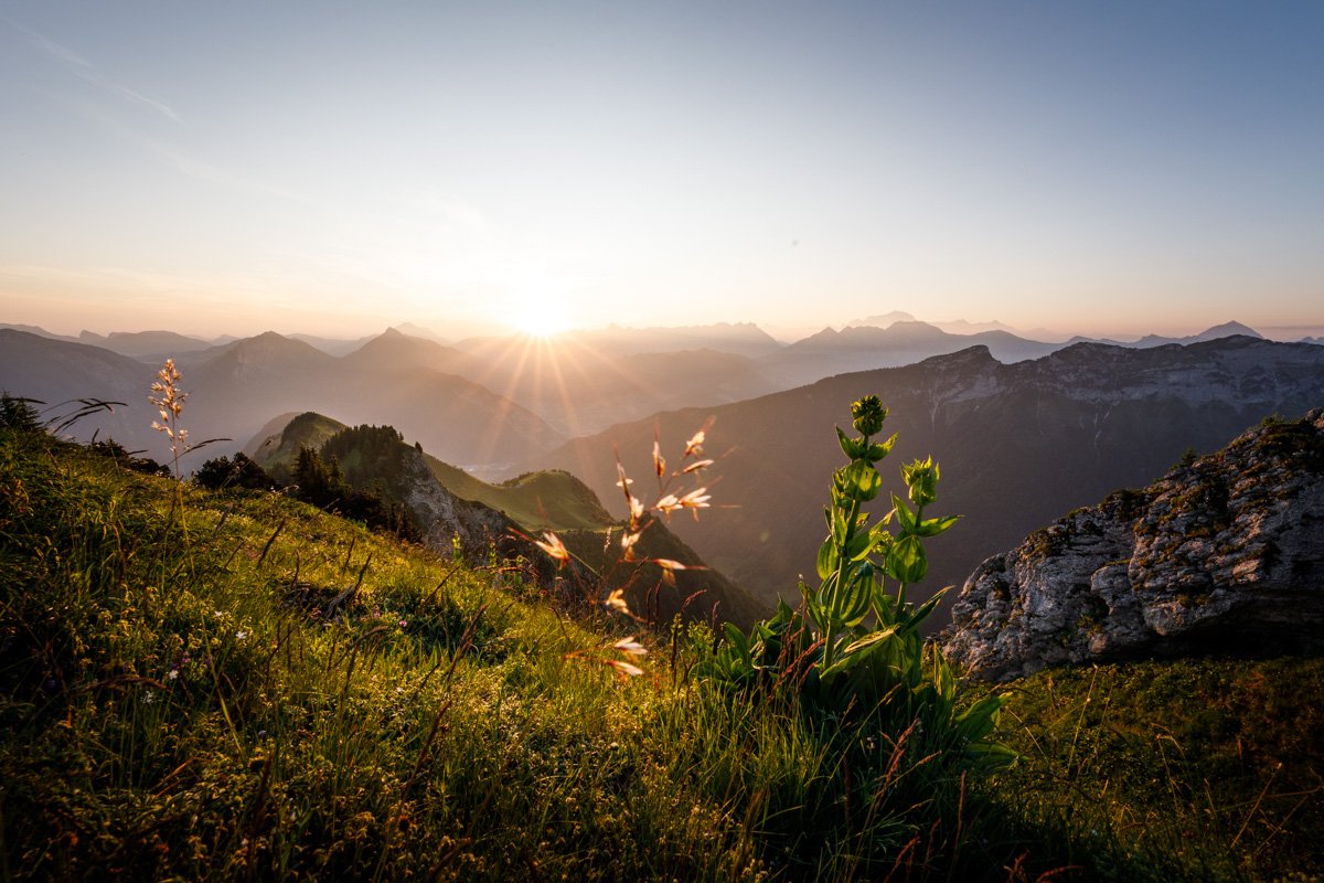 57 – La gentiane jaune
